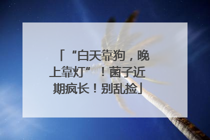 “白天靠狗，晚上靠灯”！菌子近期疯长！别乱捡