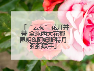 “云荷”花开并蒂 全球两大花都昆明&阿姆斯特丹强强联手