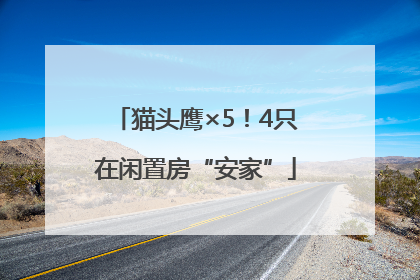 猫头鹰×5！4只在闲置房“安家”