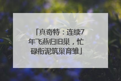 真奇特：连续7年飞燕归旧巢，忙碌衔泥筑巢育雏