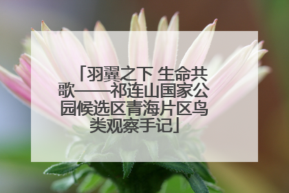 羽翼之下 生命共歌——祁连山国家公园候选区青海片区鸟类观察手记