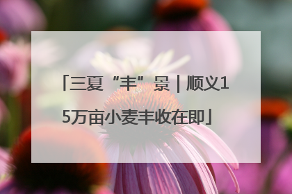 三夏“丰”景｜顺义15万亩小麦丰收在即