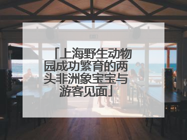 上海野生动物园成功繁育的两头非洲象宝宝与游客见面