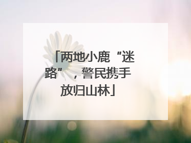 两地小鹿“迷路”，警民携手放归山林