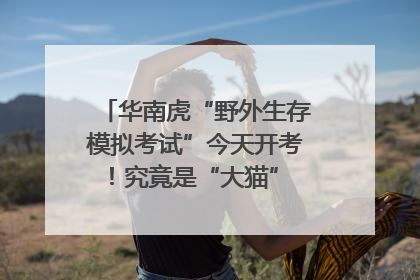 华南虎“野外生存模拟考试”今天开考！究竟是“大猫” 还是顶级猎食者？