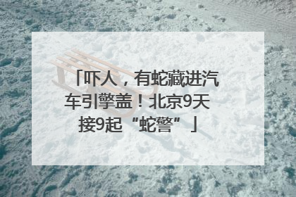 吓人,有蛇藏进汽车引擎盖!北京9天接9起“蛇警”