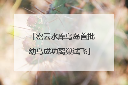 密云水库鸟岛首批幼鸟成功离巢试飞