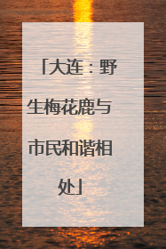 大连：野生梅花鹿与市民和谐相处