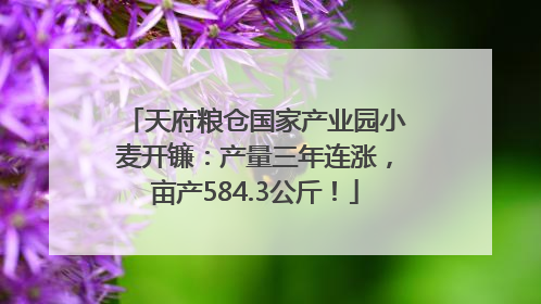 天府粮仓国家产业园小麦开镰：产量三年连涨，亩产584.3公斤！