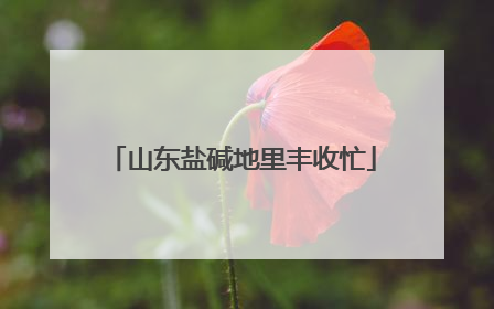山东盐碱地里丰收忙