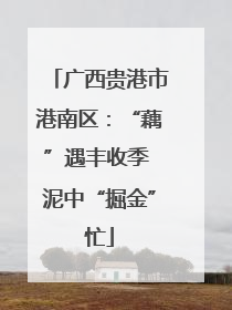 广西贵港市港南区：“藕”遇丰收季 泥中“掘金”忙