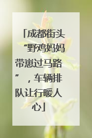 成都街头“野鸡妈妈带崽过马路”，车辆排队让行暖人心