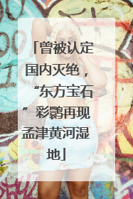 曾被认定国内灭绝，“东方宝石”彩鹮再现孟津黄河湿地