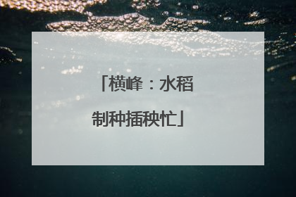横峰：水稻制种插秧忙