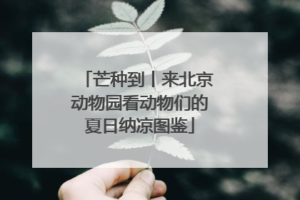 芒种到丨来北京动物园看动物们的夏日纳凉图鉴