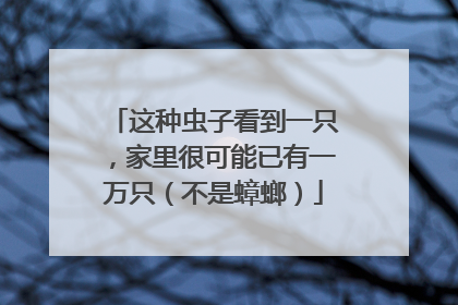 这种虫子看到一只，家里很可能已有一万只（不是蟑螂）