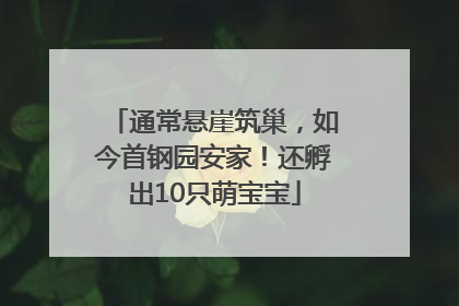 通常悬崖筑巢，如今首钢园安家！还孵出10只萌宝宝