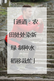 通道：农田处处染新绿 制种水稻移栽忙